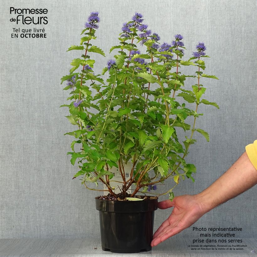 Caryopteris clandonensis Good as Gold - Spirée bleue Pot de 2L/3L sample as delivered in autumn