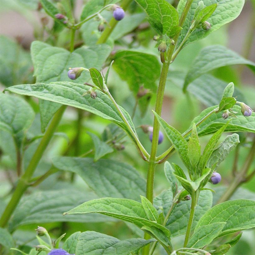 Caryopteris divaricata (Foliage)