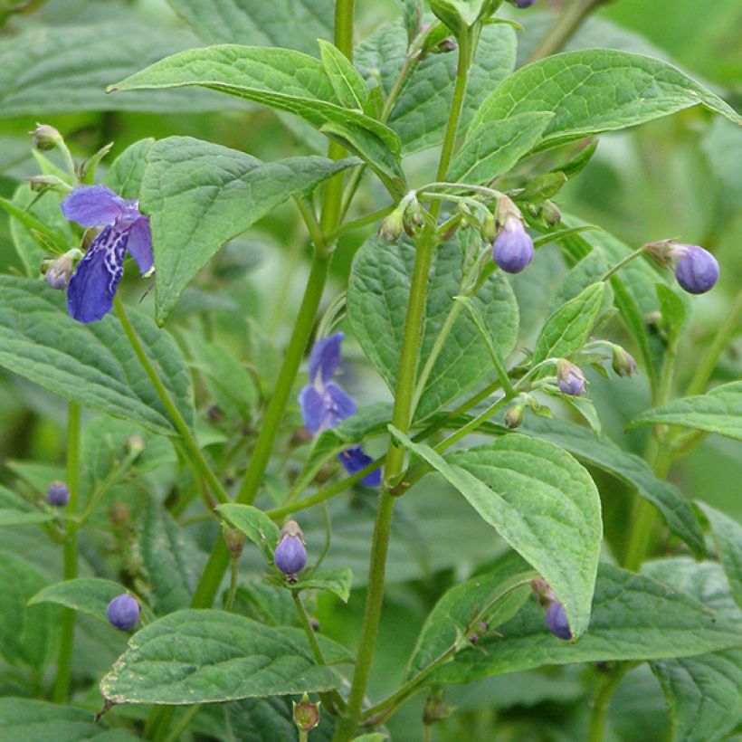 Caryopteris divaricata (Flowering)