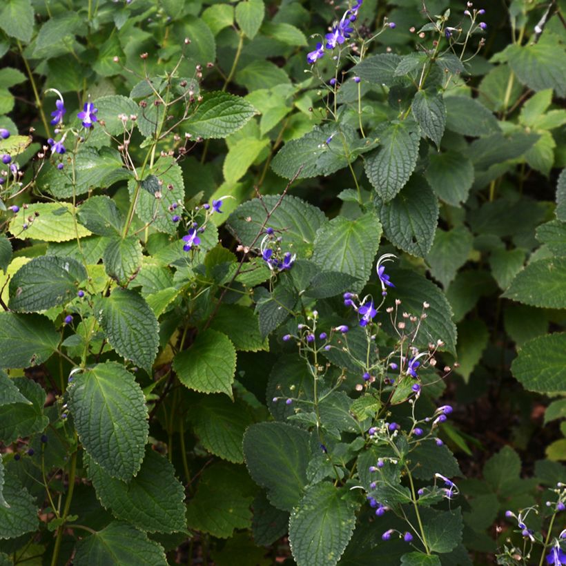 Caryopteris divaricata (Plant habit)