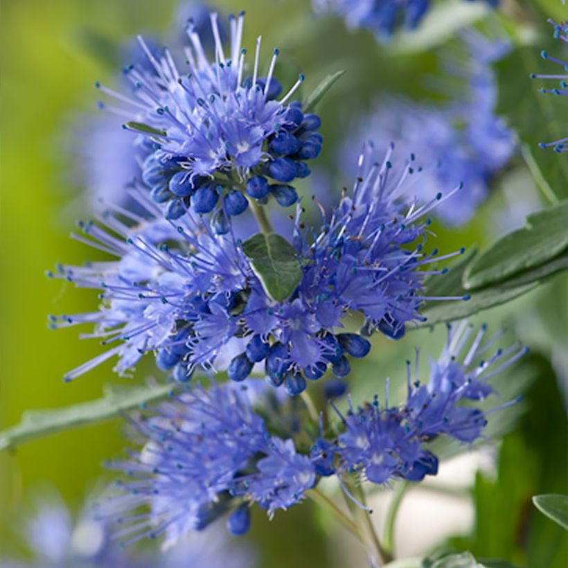 Caryopteris clandonensis Blauer Spatz - Bluebeard (Flowering)