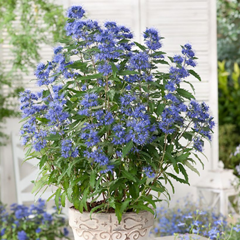 Caryopteris clandonensis Blauer Spatz - Bluebeard (Plant habit)
