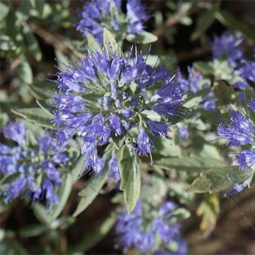 Caryopteris clandonensis Heavenly Blue - Bluebeard (Flowering)