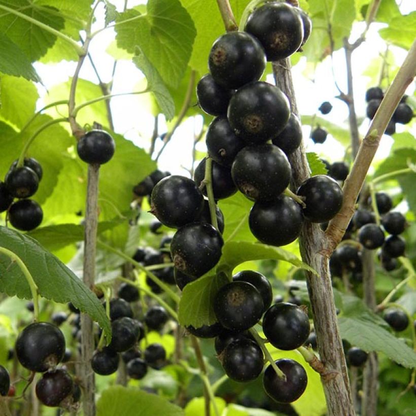 Blackcurrant Giant Boskoop - Ribes nigrum (Harvest)