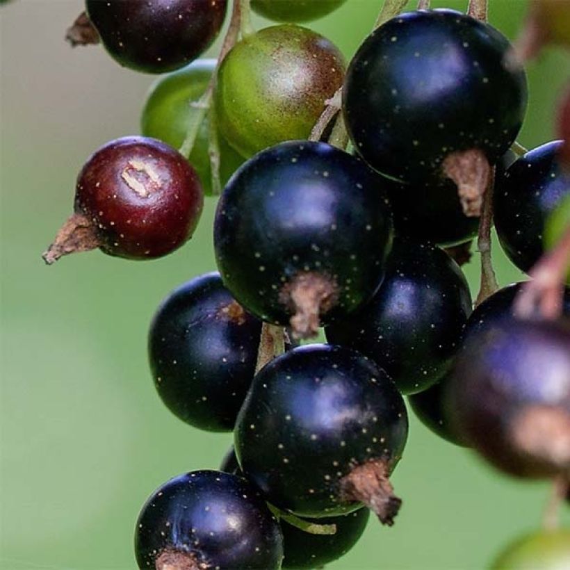 Blackcurrant Organic Andega - Ribes nigrum (Harvest)