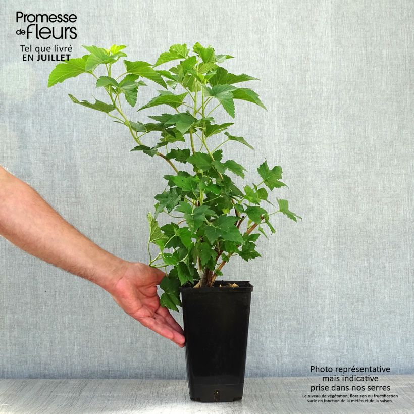 Blackcurrant Giant Boskoop - Ribes nigrum 1.5L/2L potShipped height around 20/30cm sample as delivered in summer