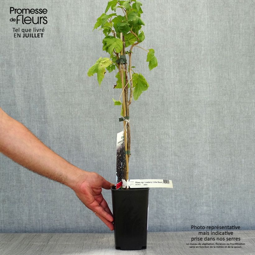 Blackcurrant Little Black Sugar - Ribes nigrum 1.5L/2L pot, BushShipped height around 30/40cm sample as delivered in summer