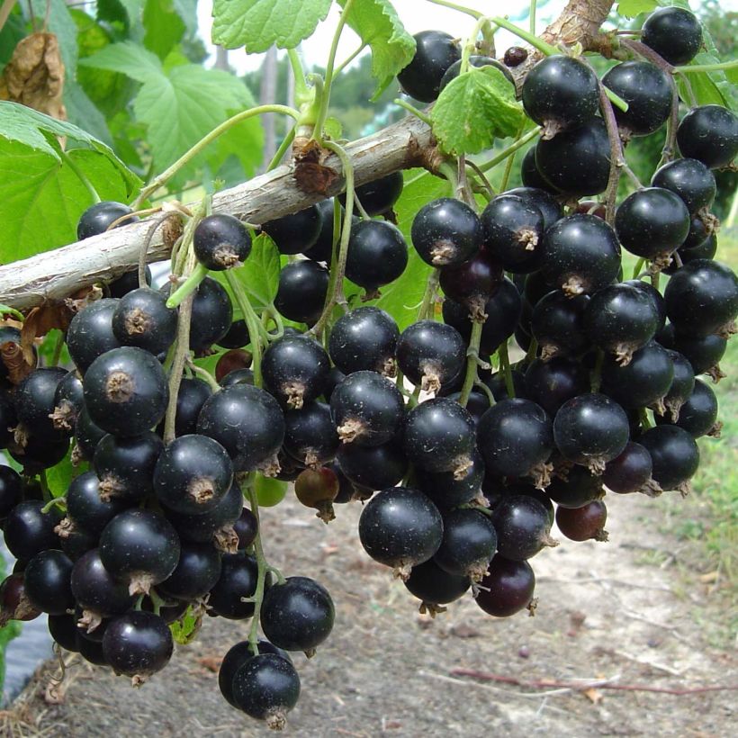 Blackcurrant Neva - Ribes nigrum (Harvest)