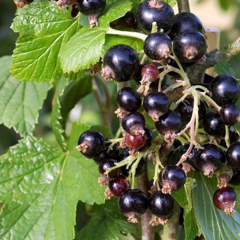 Blackcurrant Noir de Bourgogne - Ribes nigrum (Foliage)