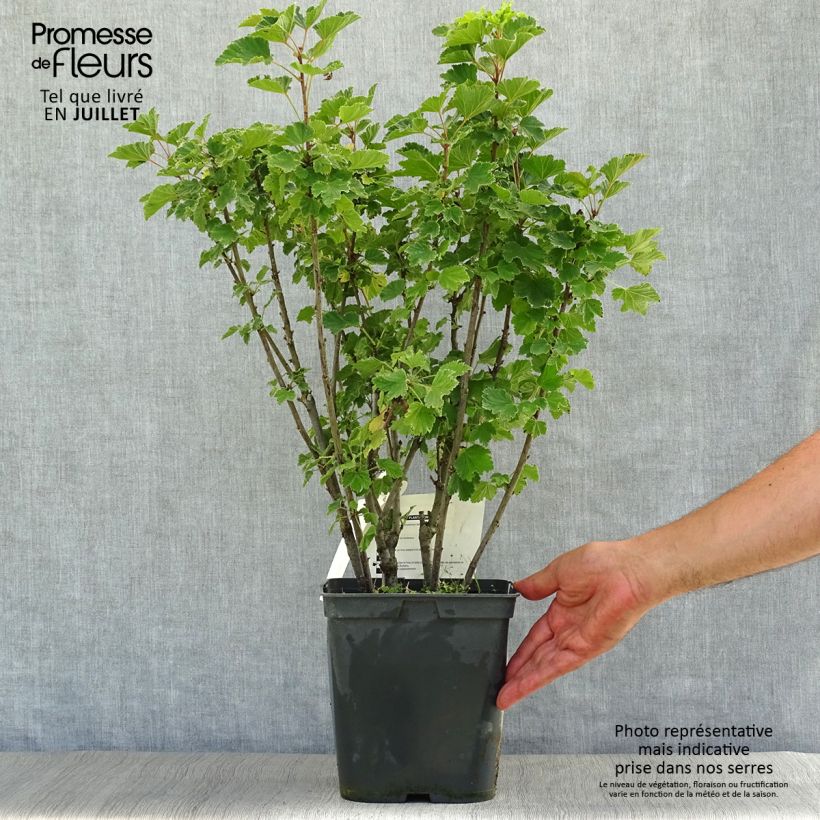 Blackcurrant Noir de Bourgogne - Ribes nigrum 4L/5L pot sample as delivered in summer