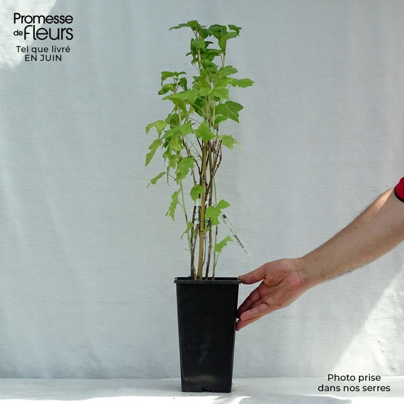 Blackcurrant Wellington - Ribes nigrum 1.5L/2L pot, BushShipped height around 30/40cm sample as delivered in summer