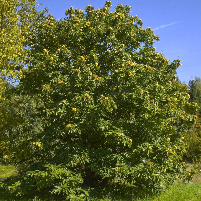 Common Chestnut - Castanea sativa (Plant habit)