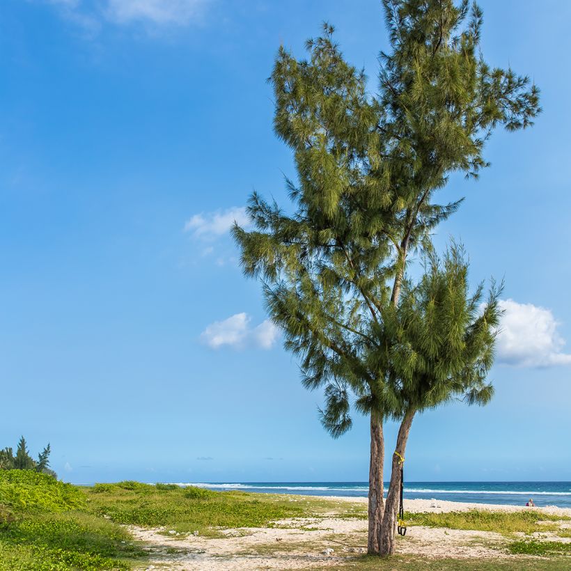 Casuarina equisetifolia (Plant habit)