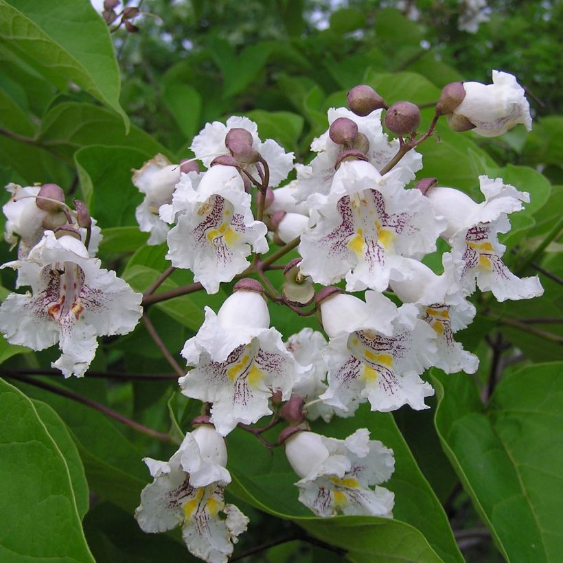 Catalpa bignonioides (Flowering)