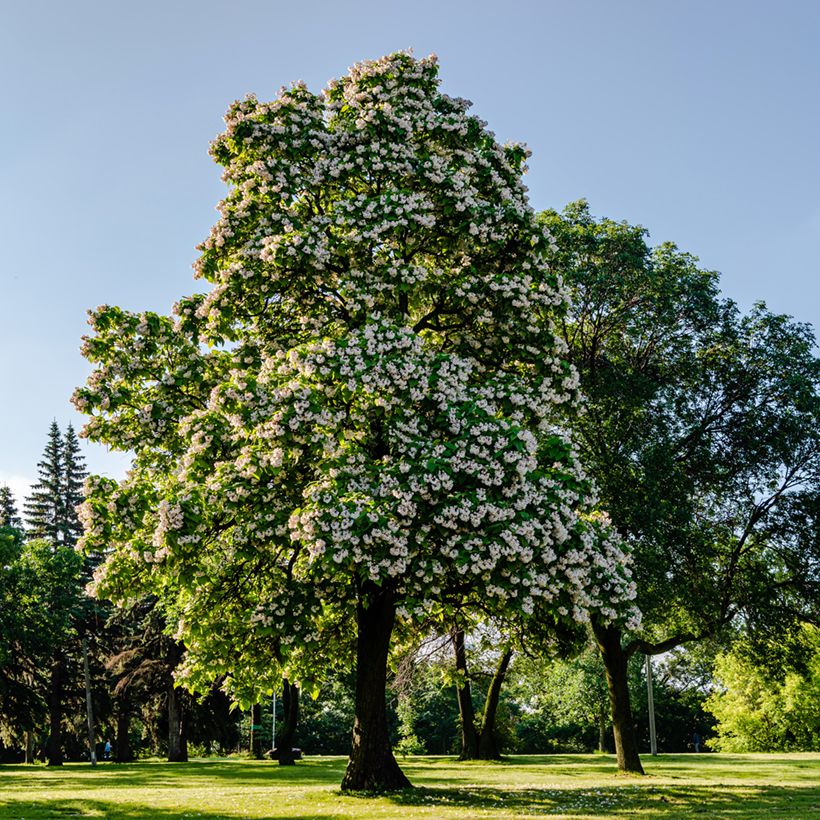 Catalpa bignonioides (Plant habit)