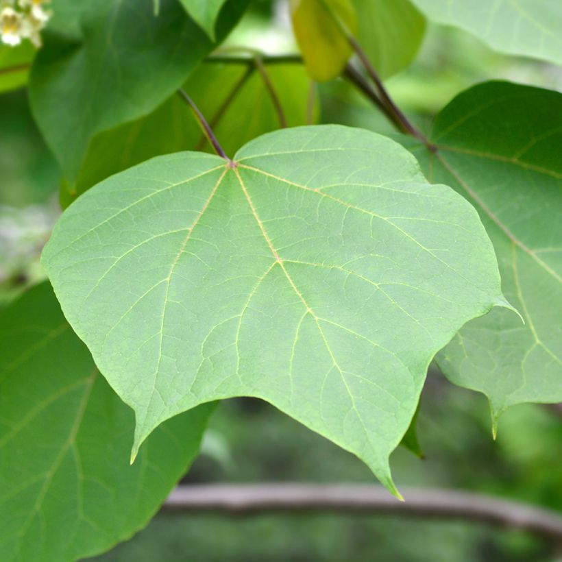 Catalpa ovata Slender Silhouette - Chinese catalpa (Foliage)