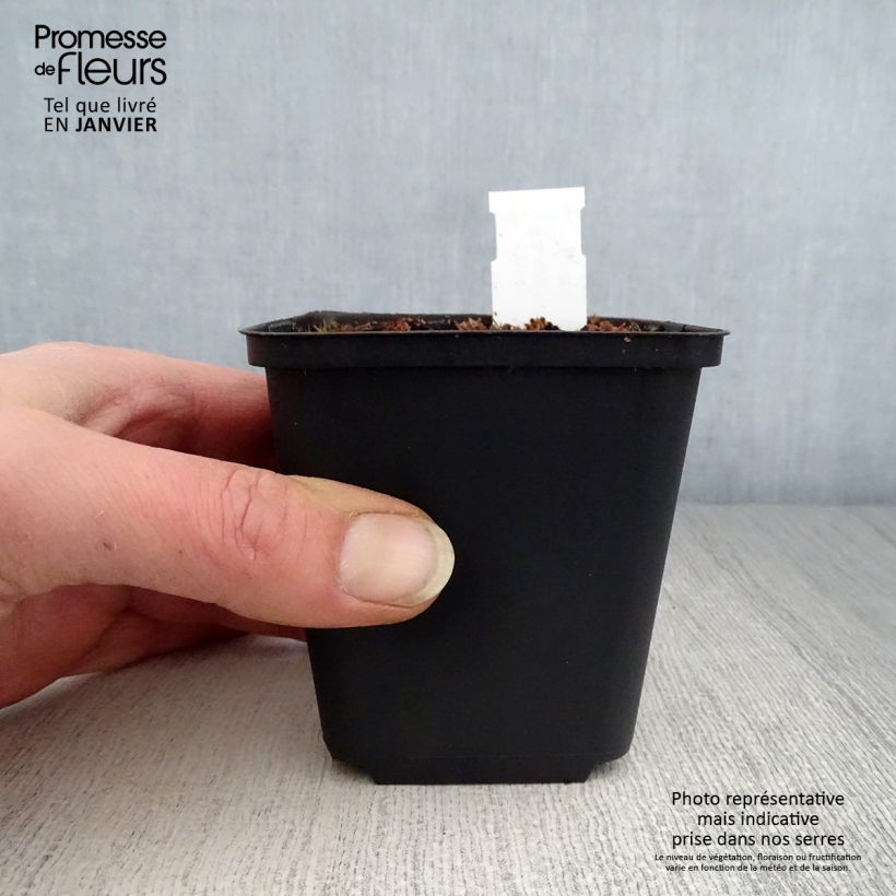 Caulophyllum thalictroides Godet de 9cm sample as delivered in winter