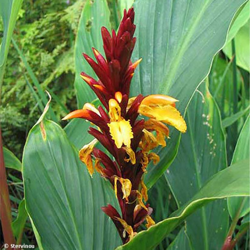 Cautleya spicata Robusta (Flowering)