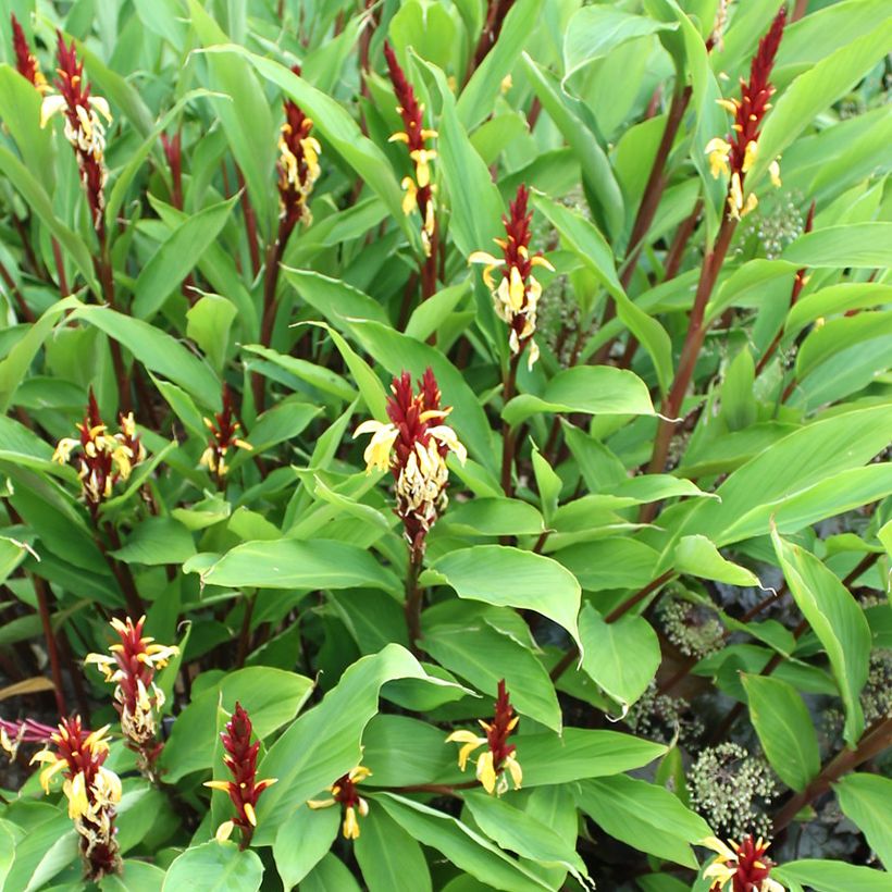 Cautleya spicata Robusta (Plant habit)