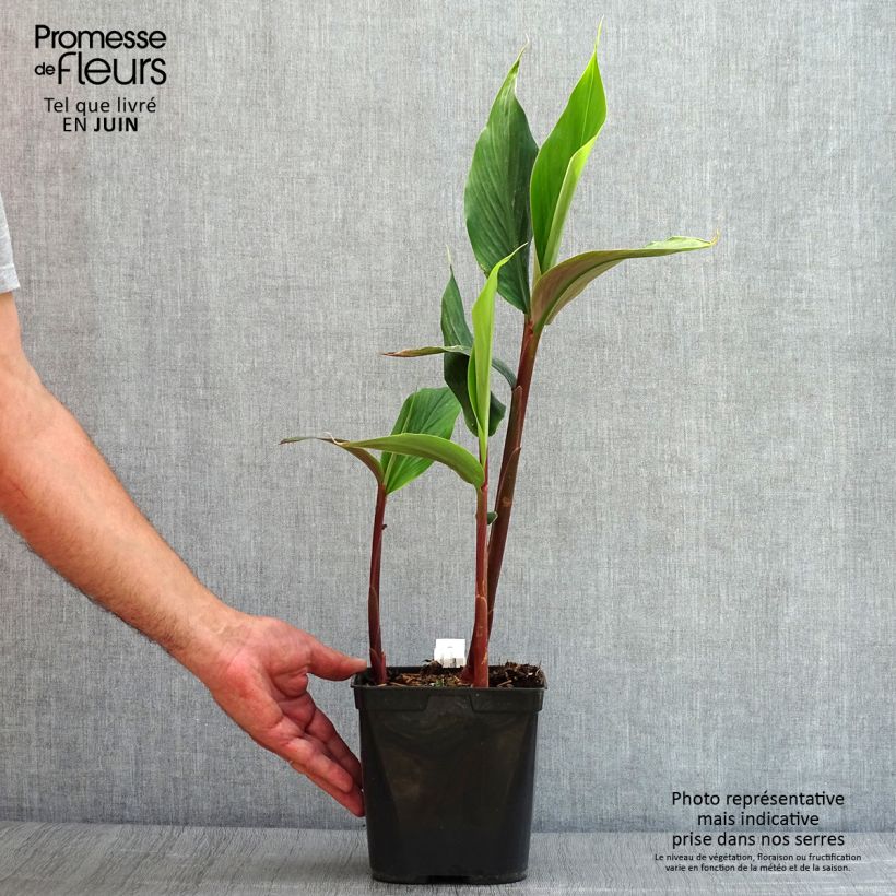 Cautleya spicata Robusta - Gingembre de l'Himalaya Pot de 3L sample as delivered in summer