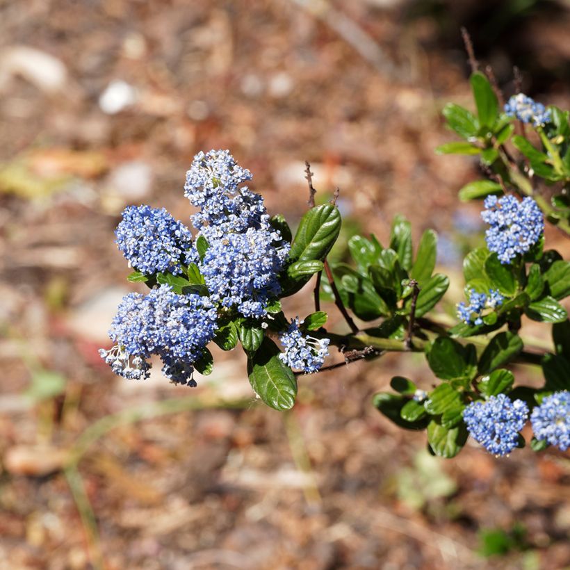 Ceanothus Blue Sapphire (Flowering)