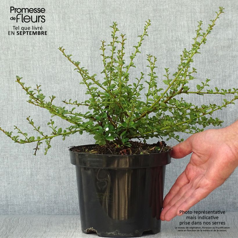 Céanothe Edinburgh Pot de 2L/3L sample as delivered in autumn