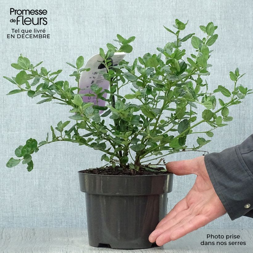 Céanothe griseus Yankee Point - Lilas de Californie  Pot de 2L/3L sample as delivered in winter