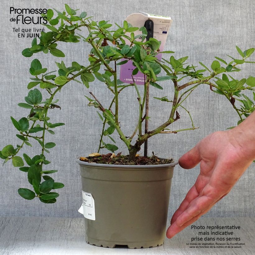 Ceanothus griseus var. horizontalis Yankee Point 2L/3L pot sample as delivered in summer
