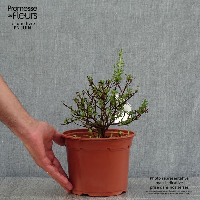 Ceanothus impressus Puget Blue 2L/3L pot sample as delivered in summer