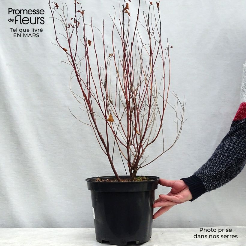 Céanothe pallidus Marie Simon - Lilas de Californie en pot de 7,5L/10L sample as delivered in winter