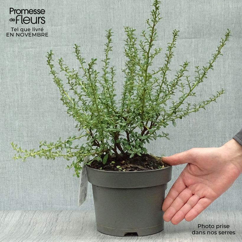 Céanothe (x) Blue Mound Pot de 2L/3L sample as delivered in autumn