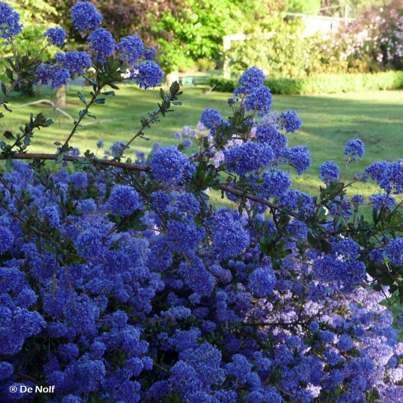 Ceanothus Blue Sapphire (Flowering)
