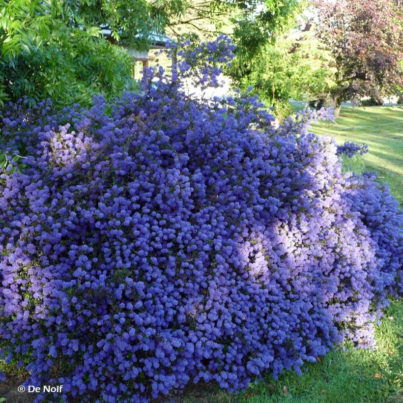 Ceanothus Blue Sapphire (Plant habit)