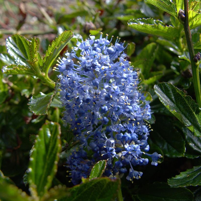 Ceanothus Burkwoodii (Flowering)