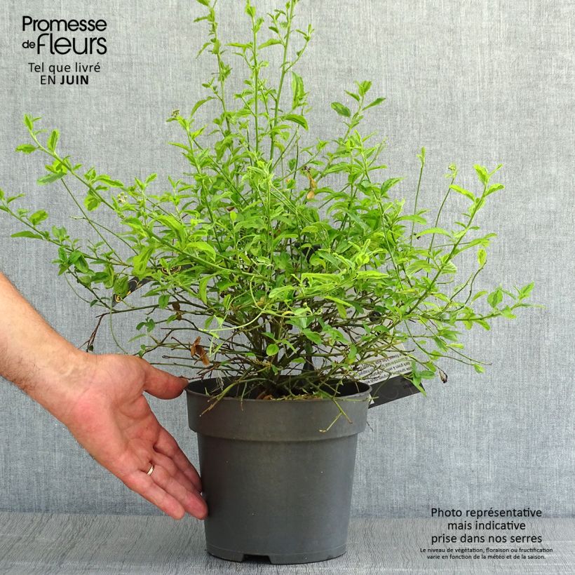 Ceanothus thyrsiflorus El Dorado 2L/3L pot sample as delivered in summer
