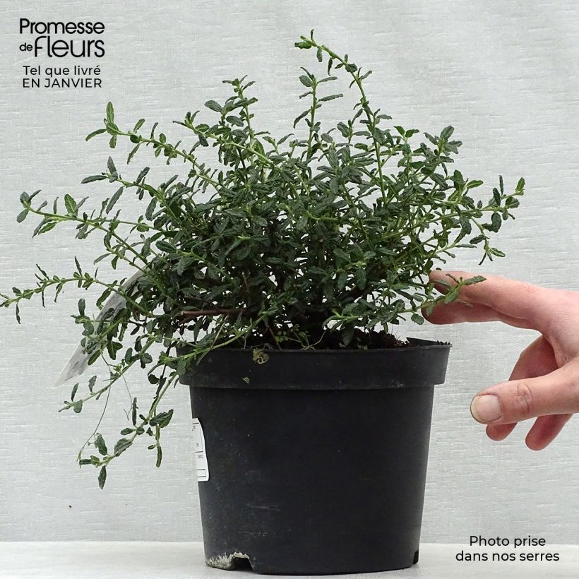 Ceanothus arboreus Concha - Lilas de Californie Pot de 2L/3L sample as delivered in winter