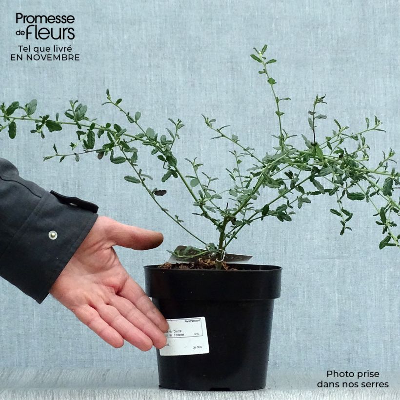 Ceanothus arboreus Concha - Lilas de Californie Pot de 2L/3L sample as delivered in autumn