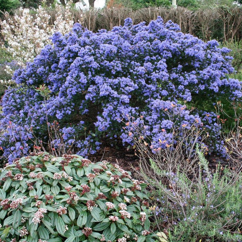 Ceanothus impressus Puget Blue (Plant habit)