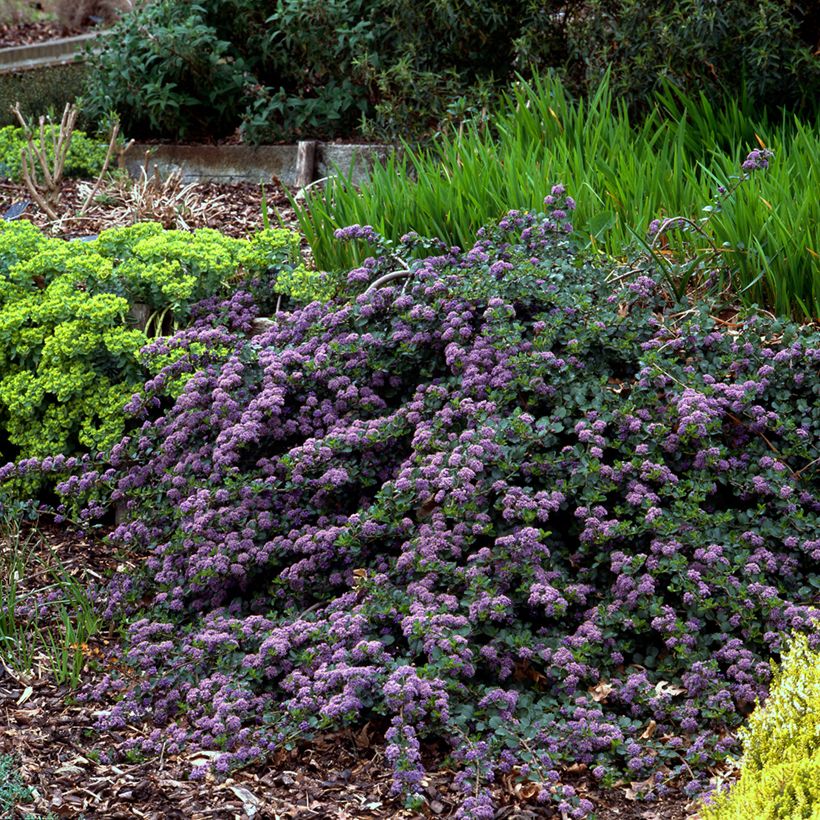 Ceanothus thyrsiflorus repens - Californian Lilac (Plant habit)