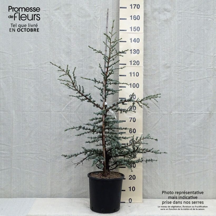 Cèdre bleu de l'Atlas - Cedrus libani atlantica Horstmanns Silberspitz Pot de 12L/15L sample as delivered in autumn