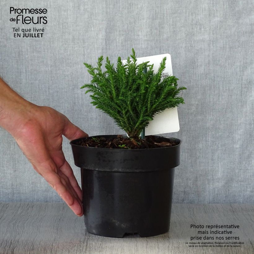Cryptomeria japonica Green Pearl - Cèdre du Japon en pot de 2l/3l sample as delivered in summer