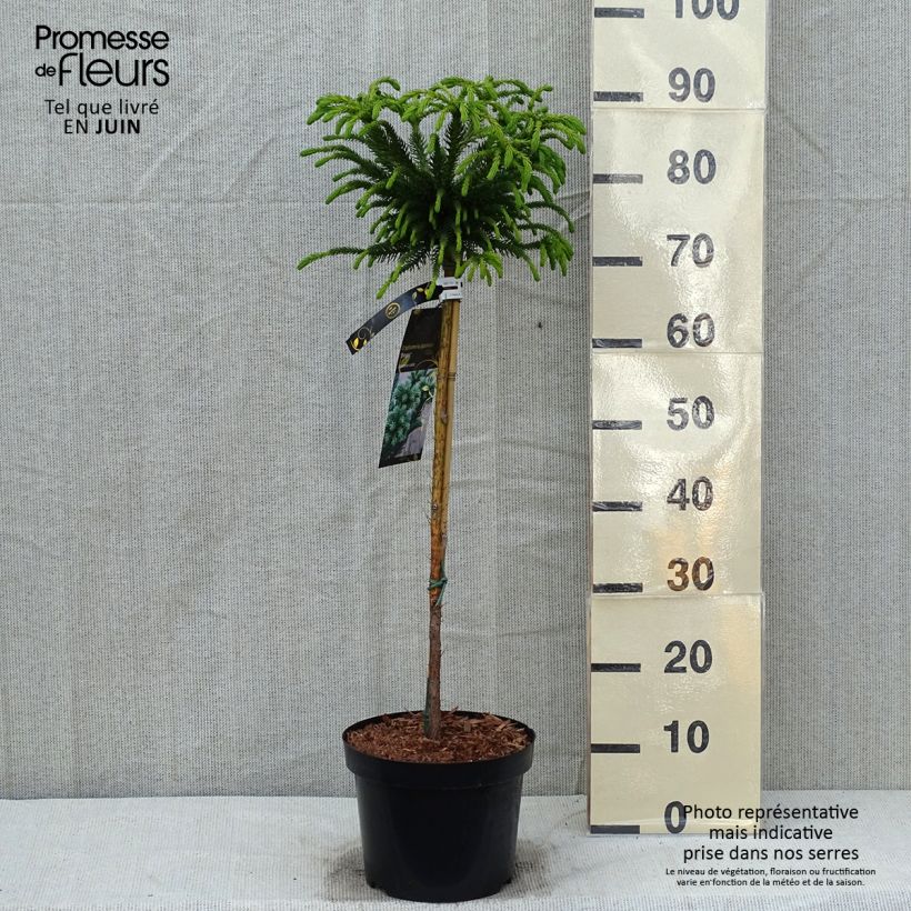 Cryptomeria japonica Dinger 4L/5L potShipped height around 70/80cm sample as delivered in spring
