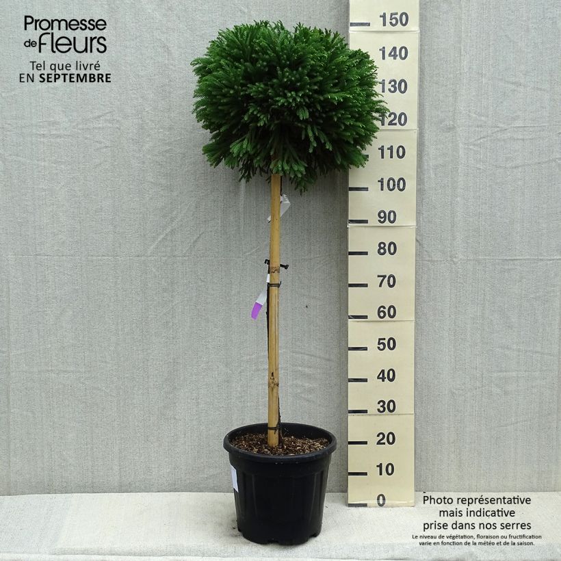 Cryptomeria japonica Globosa Nana 7.5L/10L pot sample as delivered in summer