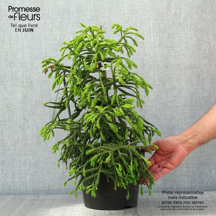 Cryptomeria japonica Spiralis - Cèdre du Japon Pot de 4L/5L sample as delivered in spring