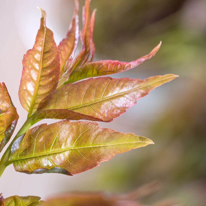 Toona sinensis - Chinese Mahogany (Foliage)