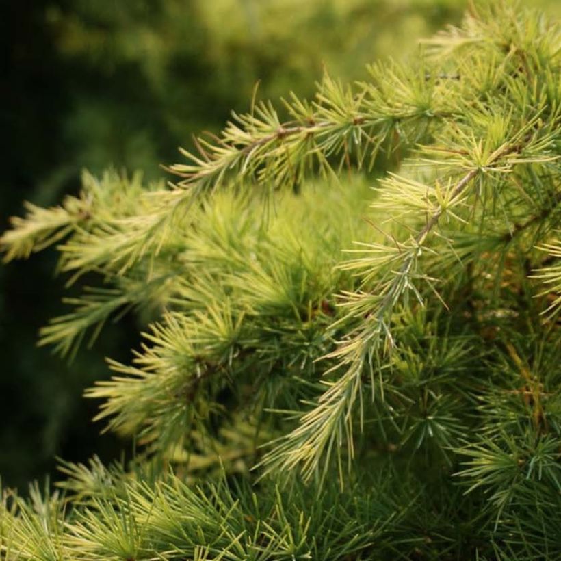 Cedrus deodara Aurea - Himalayan Cedar (Foliage)