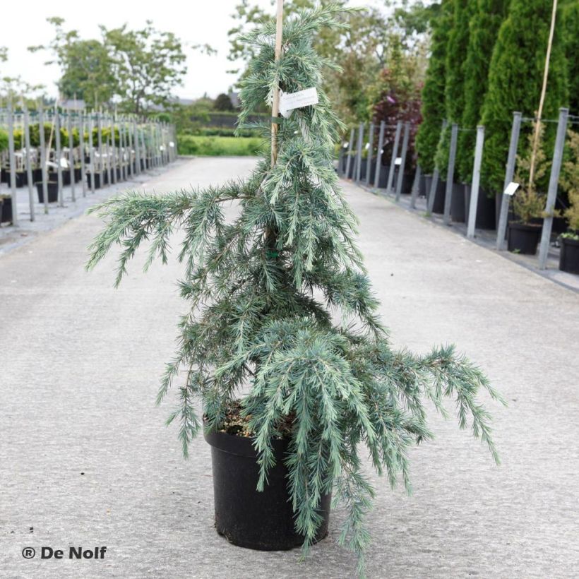 Cedrus deodara Feeling Blue - Himalayan Cedar (Plant habit)