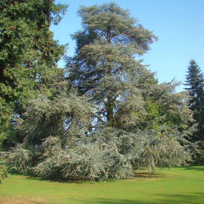 Cedrus libani subsp. atlantica Glauca - Blue Atlas Cedar (Plant habit)