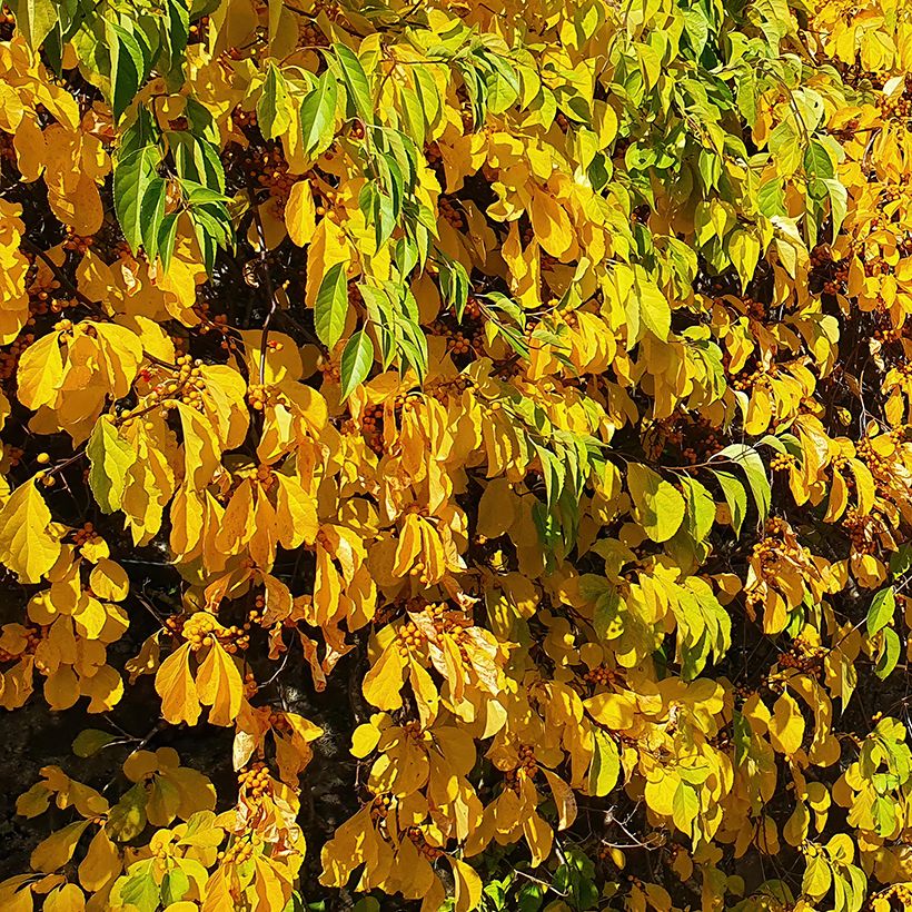 Celastrus orbiculatus Hercules (Foliage)