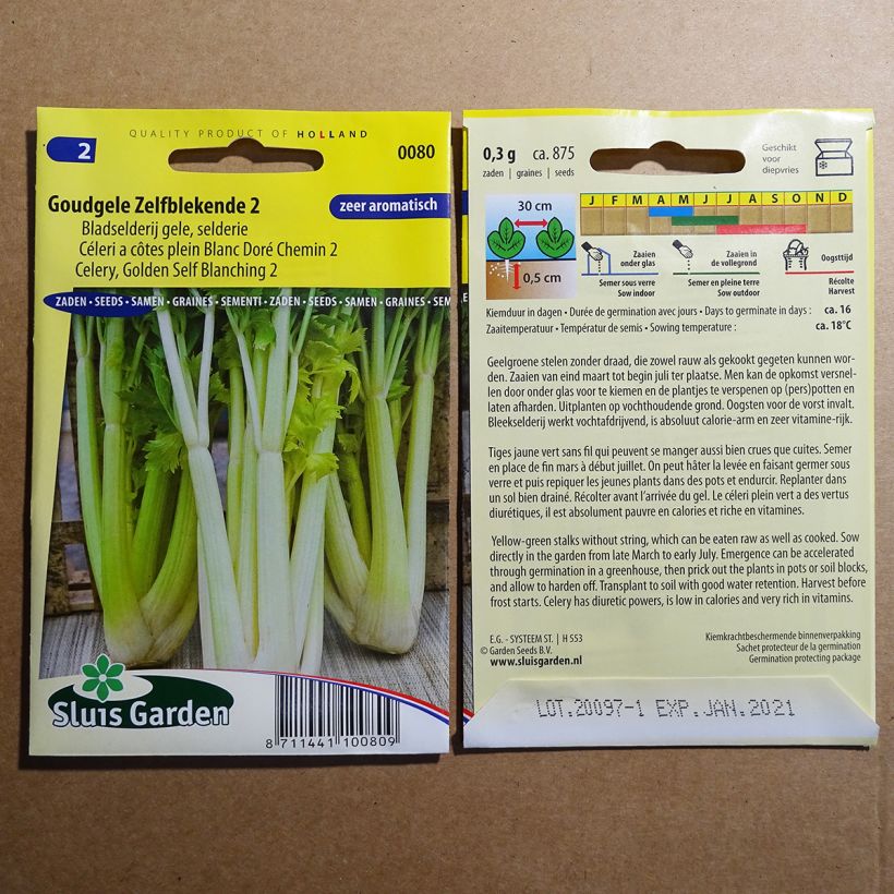 Example of Golden White Ribs 2 Celery - Apium graveolens specimen as delivered
